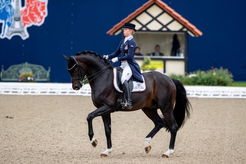 SES Stallion For Romance, Oldenburg, Frozen Semen Equine Semen