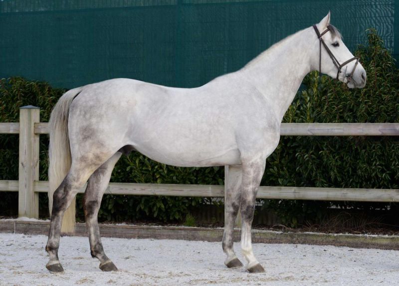 SES Stallion Gemini CL xx, Thoroughbred, Frozen Semen Equine Semen