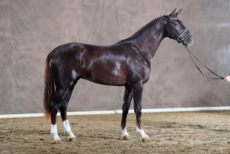 SES Stallion Golden Eye, Hanoverian, Frozen Semen Equine Semen