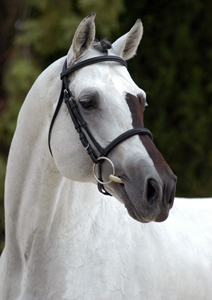 Acorado II