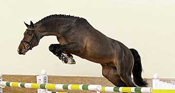 Cornet's Balou
