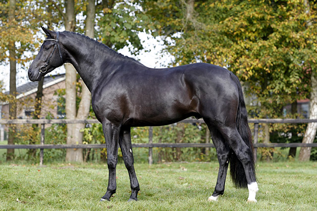 SES Stallion: Governor STR, Dutch, Frozen Semen Equine Semen