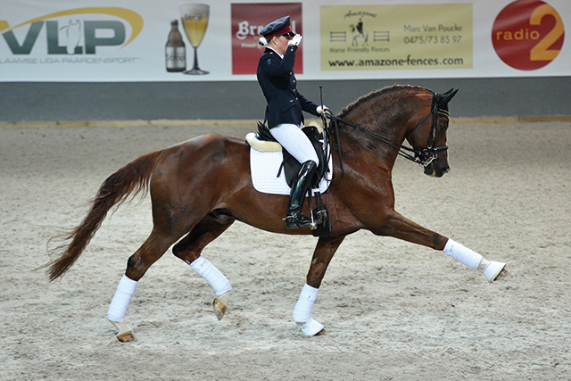 SES Stallion: Quaterback/DSP Quaterback, German Sporthorse, Frozen ...
