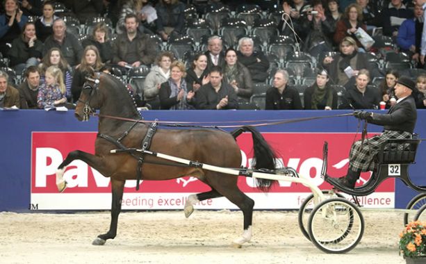 Facebook Het Tuigpaard / The Dutch Harness Horse - Brummelkamp Collection