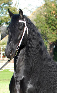 Bente 412
