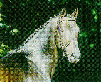 amerigo vespucci xx