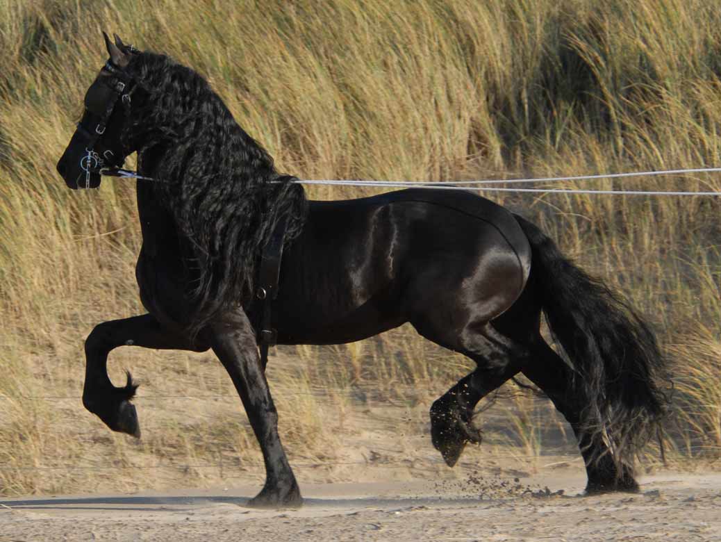 Bente 412