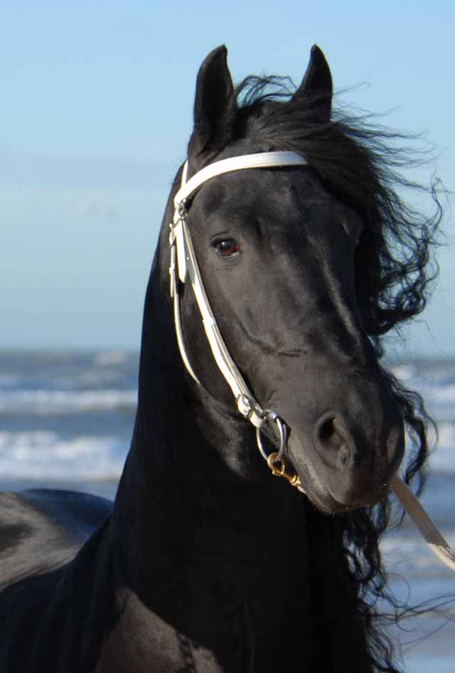 Bente 412