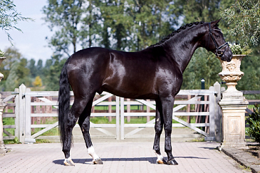 Bretton Woods, Dutch Warmblood, KWPN stallion, Superior Equine Sires