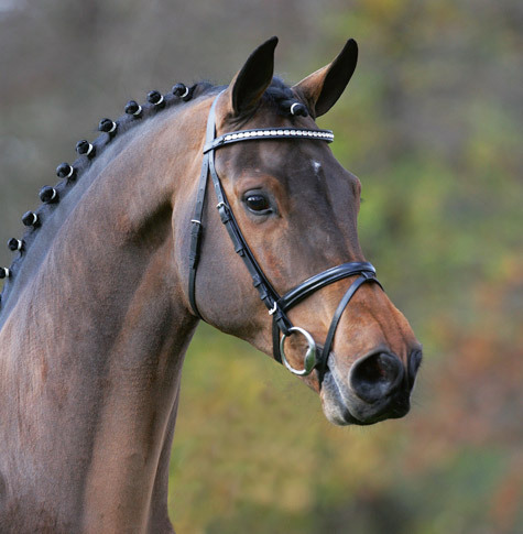 Champion de Cord