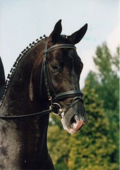 gribaldi