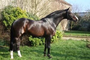 lancelot