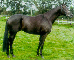 likoto xx