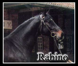 rabino