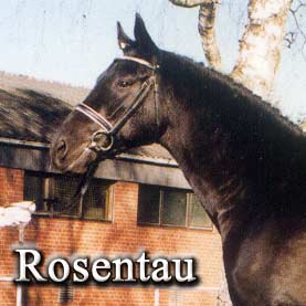 rosentau