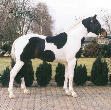 sambertino