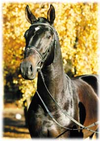 silvercup