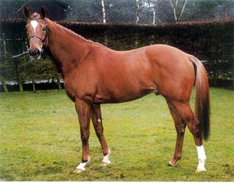 wilawander xx