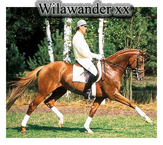 wilawander xx